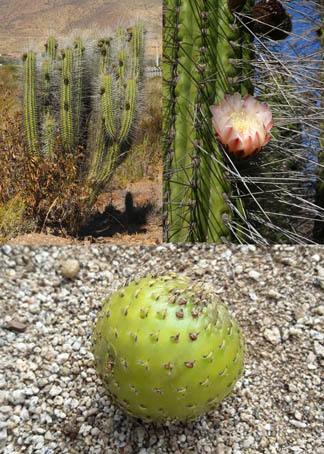 e.acida